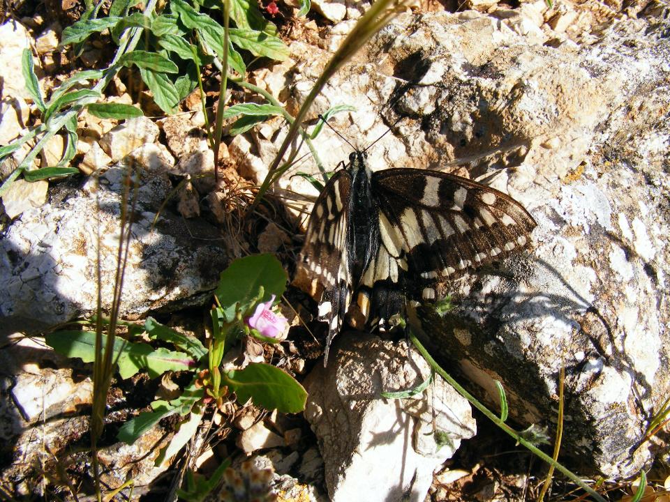 farfalla da identificare - Papilio machaon